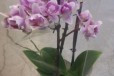 Орхидея фаленопсис миди 3 цветоноса пелорик35-35см в городе Санкт-Петербург, фото 2, телефон продавца: +7 (952) 267-16-97