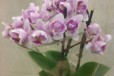 Орхидея фаленопсис миди 3 цветоноса пелорик35-35см в городе Санкт-Петербург, фото 4, Растения
