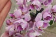 Орхидея фаленопсис миди 3 цветоноса пелорик35-35см в городе Санкт-Петербург, фото 5, Ленинградская область