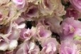 Фиалка Petite Blarney цветущая розетка в городе Ставрополь, фото 1, Ставропольский край