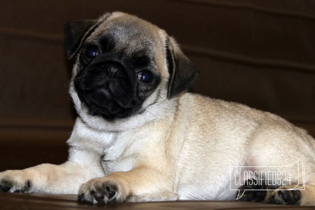 Сестрёнки в городе Санкт-Петербург, фото 3, Мопс