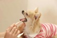 Чистка зубов собачкам и кошечкам в городе Москва, фото 4, Прочие услуги для животных