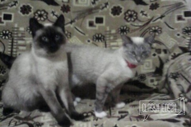 Породам сиамских котят в городе Тула, фото 1, телефон продавца: +7 (953) 969-30-26
