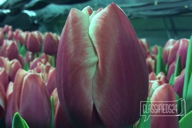 Тюльпаны на 8 марта в городе Нижний Новгород, фото 1, телефон продавца: +7 (904) 924-64-13