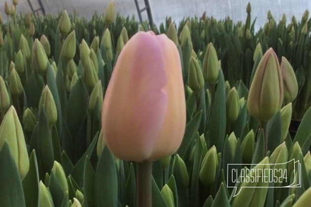 Тюльпаны на 8 марта в городе Нижний Новгород, фото 2, стоимость: 0 руб.