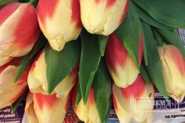 Тюльпаны на 8 марта в городе Нижний Новгород, фото 5, телефон продавца: +7 (904) 924-64-13