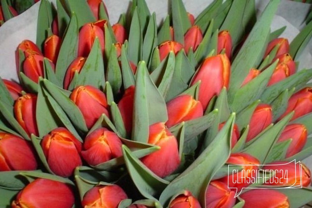 Тюльпаны к 8 марта в городе Новосибирск, фото 1, стоимость: 35 руб.