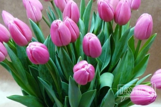 Тюльпаны к 8 марта в городе Новосибирск, фото 2, Организация праздников, фото и видеосъёмка