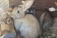 Кролики больших пород в городе Новороссийск, фото 1, Краснодарский край