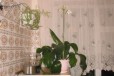Амазонская лилия в городе Ростов-на-Дону, фото 3, стоимость: 300 руб.