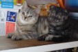 Кот и кошка в городе Омск, фото 1, Омская область