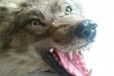 Ковер полярного волка, шкура в городе Пермь, фото 1, Пермский край