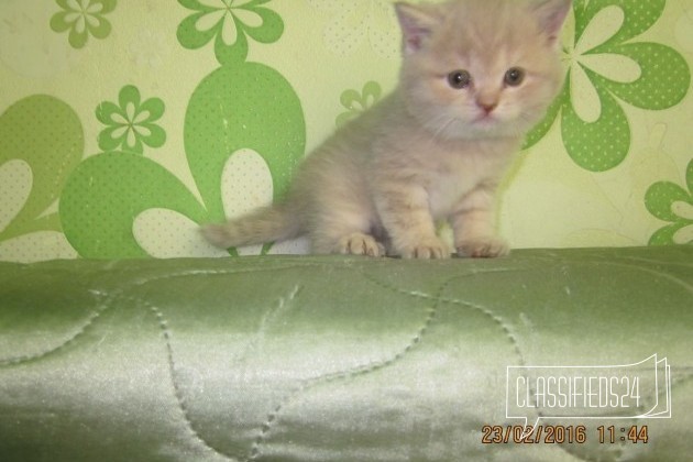 Британские котятки в городе Новокузнецк, фото 1, телефон продавца: +7 (923) 632-54-18