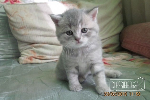 Британские котятки в городе Новокузнецк, фото 2, стоимость: 4 000 руб.