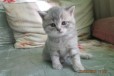 Британские котятки в городе Новокузнецк, фото 2, телефон продавца: +7 (923) 632-54-18