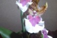 Орхидея камбрия Jungle Monarch в городе Астрахань, фото 2, телефон продавца: +7 (906) 456-78-86