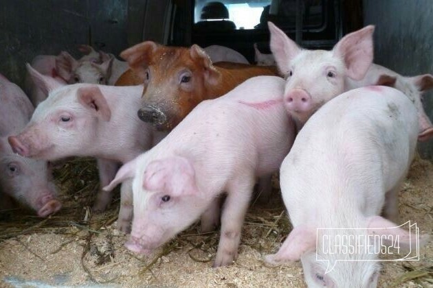 Свиньи на докорм 40-70кг в городе Самара, фото 1, стоимость: 0 руб.