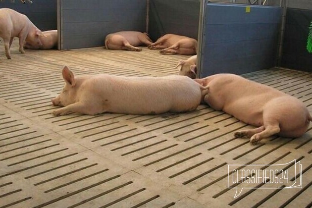 Свиньи на докорм 40-70кг в городе Самара, фото 2, Сельхоз животные