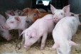 Свиньи на докорм 40-70кг в городе Самара, фото 1, Самарская область