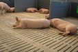 Свиньи на докорм 40-70кг в городе Самара, фото 2, телефон продавца: +7 (937) 884-86-84