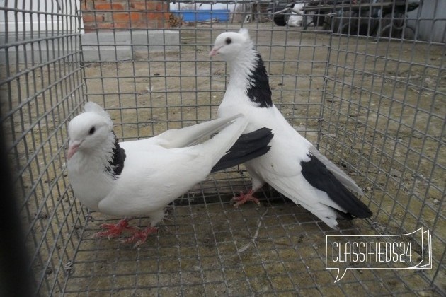 Голуби в городе Ленинградская, фото 3, Птицы