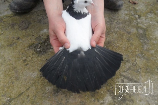 Голуби в городе Ленинградская, фото 4, Краснодарский край