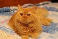Вязка с котом страйтом в городе Подольск, фото 2, телефон продавца: +7 (926) 682-23-13