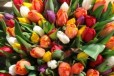 Тюльпаны в городе Тула, фото 1, Тульская область