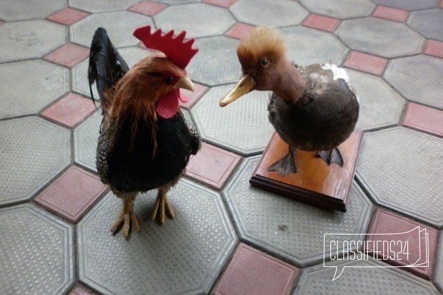 Чучело животных в городе Тбилисская, фото 3, телефон продавца: +7 (918) 159-87-86