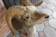 Чучело животных в городе Тбилисская, фото 1, Краснодарский край
