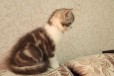 Шотландский котик с документами в городе Тюмень, фото 1, Тюменская область
