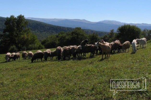 Овцы с ягнятами в городе Апшеронск, фото 1, телефон продавца: +7 (928) 437-35-52