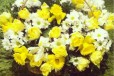 Тюльпаны. Цветы. Букеты любой сложности в городе Нижний Новгород, фото 1, Нижегородская область