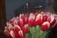 Тюльпаны. 50 руб в городе Мичуринск, фото 1, Тамбовская область