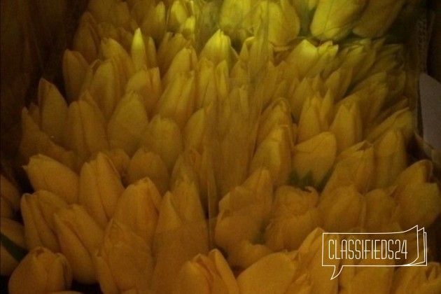 Тюльпаны оптом в городе Ростов-на-Дону, фото 3, Растения