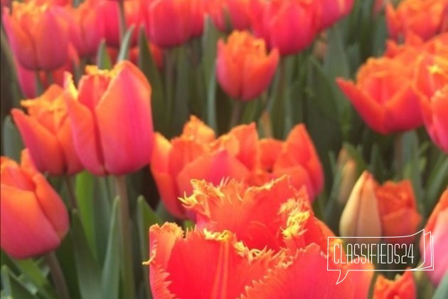 Тюльпаны оптом в городе Ростов-на-Дону, фото 4, Ростовская область