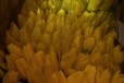 Тюльпаны оптом в городе Ростов-на-Дону, фото 3, стоимость: 33 руб.