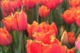 Тюльпаны оптом в городе Ростов-на-Дону, фото 4, Растения