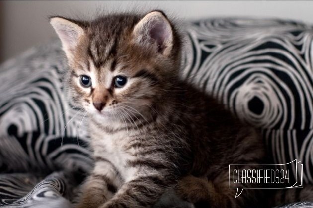 Чудесный полосатый котенок ищет хозяина в городе Казань, фото 1, Другая