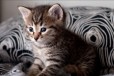Чудесный полосатый котенок ищет хозяина в городе Казань, фото 1, Татарстан