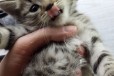 Чудесный полосатый котенок ищет хозяина в городе Казань, фото 2, телефон продавца: |a:|n:|e: