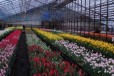 Цветы. Тюльпаны Оптом. Доставка в городе Нижний Новгород, фото 1, Нижегородская область