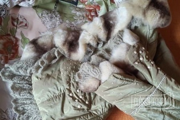 Куртка из шиншиллы в городе Челябинск, фото 1, телефон продавца: +7 (987) 668-38-57