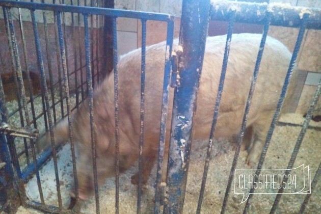 Продам борова 2.5 года, здоровый и очень бодрый в городе Иркутск, фото 2, Сельхоз животные
