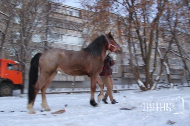 Тяжеловозные жеребята в городе Владимир, фото 2, стоимость: 0 руб.