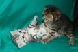 Шотландские котятята в городе Краснодар, фото 2, телефон продавца: +7 (908) 693-21-68