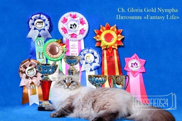 Элитные Сибирские котята от Гранд Интер Чемпионов в городе Кострома, фото 5, телефон продавца: +7 (962) 181-99-88