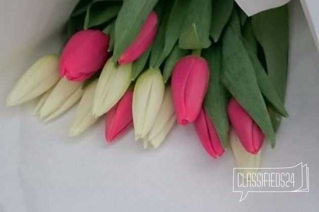 Тюльпаны с доставкой от 15 штук в городе Барнаул, фото 2, Алтайский край