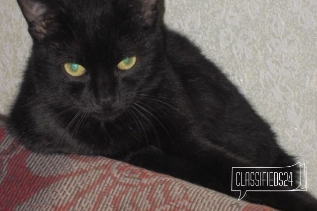 Тимоша-очень спокойный котик в городе Ростов-на-Дону, фото 1, телефон продавца: +7 (908) 173-80-58