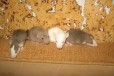 Маленькие крысята - Дамбо + видео в городе Санкт-Петербург, фото 1, Ленинградская область